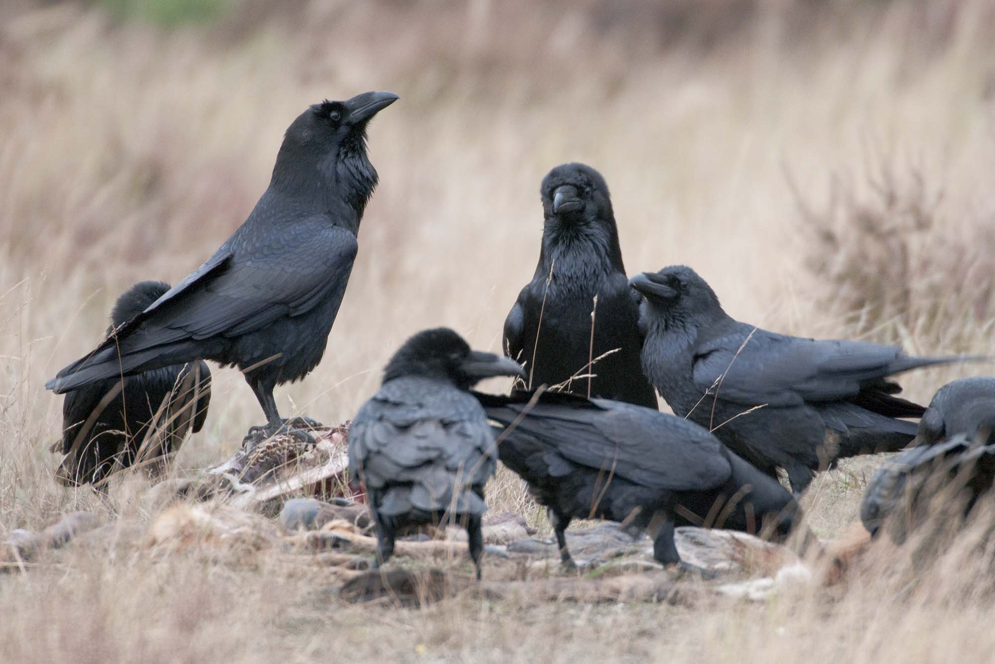 best 28 a flock of ravens is called 1000 ideas about best 28 a flock of ravens is called 1000 ideas about