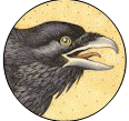 KrafttierRabe