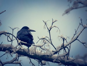 crow-631740_1920