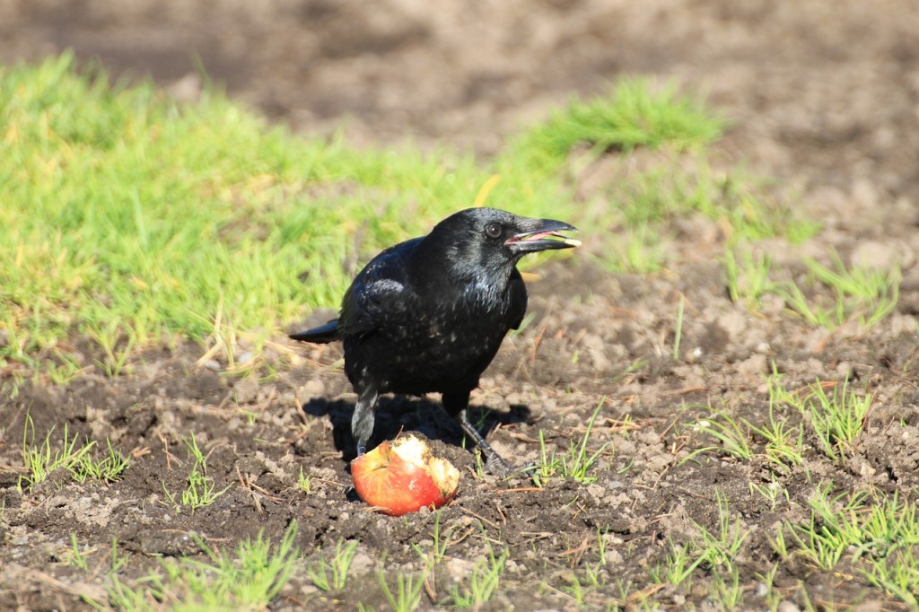 crow_apple