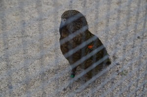 Kea 