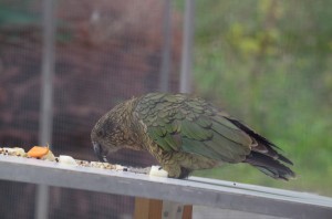 Kea 