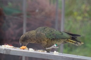 Kea 