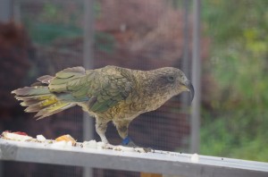 Kea 