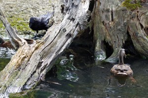 Rabenvögel in Schönbrunn