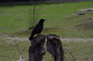 Rabenvögel in Schönbrunn