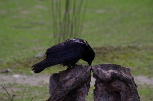 Rabenvögel in Schönbrunn