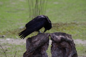 Rabenvögel in Schönbrunn