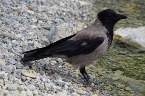 Rabenvögel in Schönbrunn   