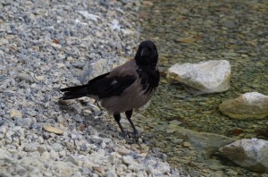 Rabenvögel in Schönbrunn   