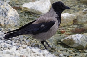 Rabenvögel in Schönbrunn   
