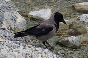 Rabenvögel in Schönbrunn   