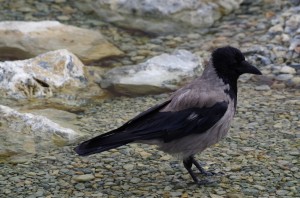 Rabenvögel in Schönbrunn   