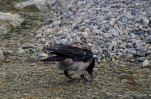 Rabenvögel in Schönbrunn   