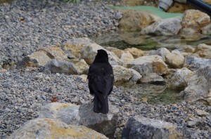 Rabenvögel in Schönbrunn   