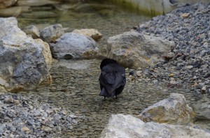 Rabenvögel in Schönbrunn   