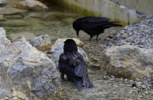 Rabenvögel in Schönbrunn   