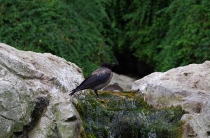 Rabenvögel in Schönbrunn   